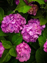 pink hydrangea flower