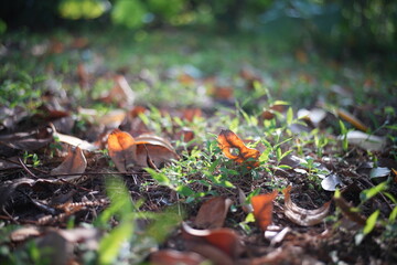 mushrooms on a tree