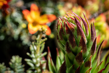 close up of a flower