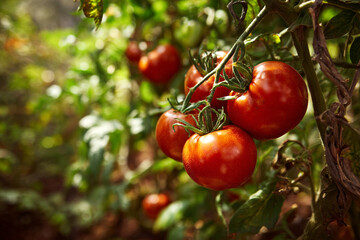 Close up of ripe red tomatoes hanging on a vine in a garden on a sunny day