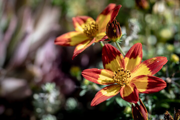 red and yellow flower