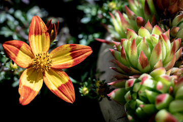 red and yellow flower