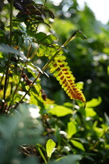 Obraz premium green leaves on a tree