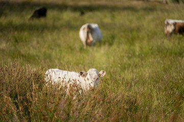 beautiful cattle in Australia  eating grass, grazing on pasture. Herd of cows free range beef being...