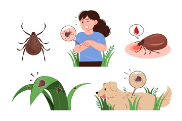 A person and a dog bitten by a tick. A collection of tick illustrations.