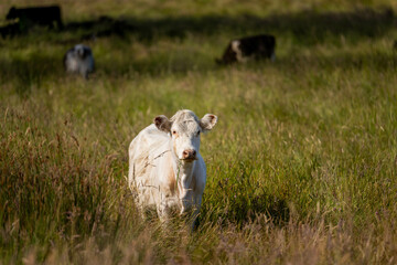 Green Pasture crop farm practicing Sustainable agriculture the Future of Regenerative Farming in Australia. Showcasing Healthy Land Management, Environmental Stewardship, and Thriving Rural Landscapes