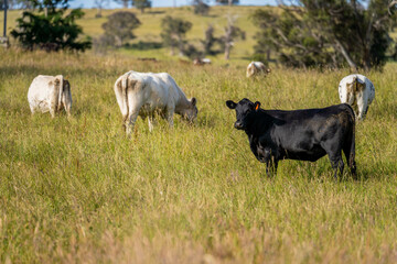 farming landscape Australian Farm with lush green native grass, cows in field, Landscape with Gum Trees. Vast Rural Properties and for the Sustainable Regenerative Farming in Australia
