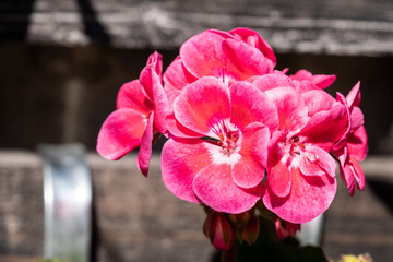 pink and white flower