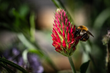bee on a flower