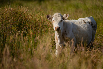Naklejka premium long pasture grass growing with cows in a field, Herd of Healthy Beef Cattle on a Sustainable Australian Farm. Symbolizing Regenerative Grazing Practices of Rural Agriculture