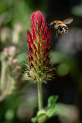 bee on a flower