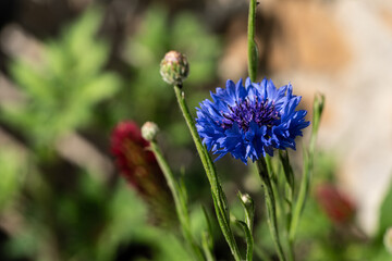 blue flower in the garden
