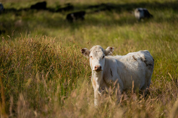 farming landscape Australian Farm with lush green native grass, cows in field, Landscape with Gum Trees. Vast Rural Properties and for the Sustainable Regenerative Farming in Australia