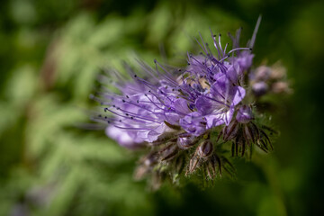 bee on thistle