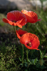 red poppy flower