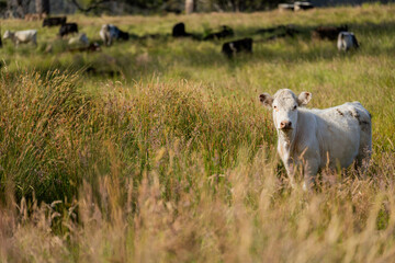 Obraz premium farming landscape Australian Farm with lush green native grass, cows in field, Landscape with Gum Trees. Vast Rural Properties and for the Sustainable Regenerative Farming in Australia