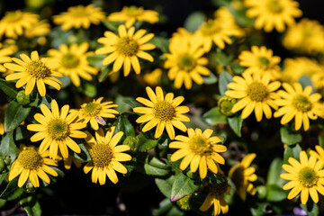 yellow chrysanthemum flowers