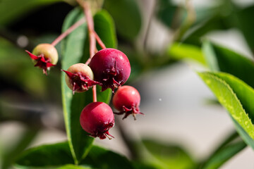 red currant bush