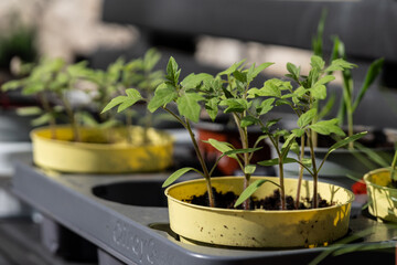 seedlings in pots