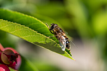 the butterfly on a leaf