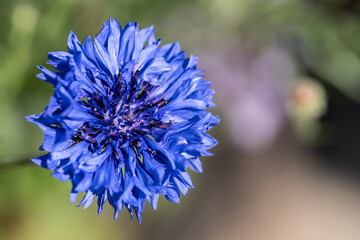 close up of blue flower