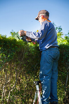 Man on a ladder trimming a hedge