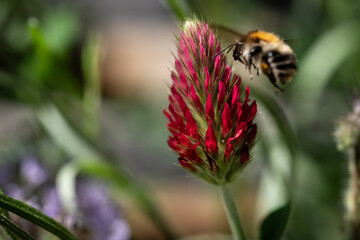bee on a flower