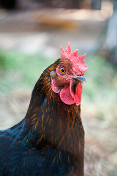 Portrait of one hen chook with red comb and wattle