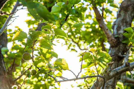 Green apricots on a tree