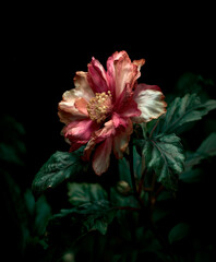 Red and White Flower on Black Background. Generative AI