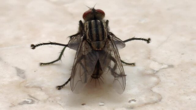 Video macro of how house flies mate