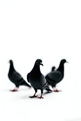 Fototapeta premium Minimalist Silhouettes of Black Pigeons on White – Geometric Bird Design with Clean Negative Space