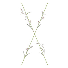 Capital letter X with floral motifs. Botanical alphabet with herbs and wildflowers. Blooming green branches of Polygonum plant. Knotweed or Smartweed flower. Isolated on white background.