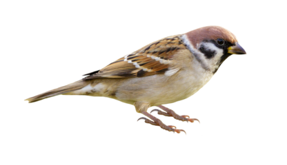 Sparrow isolated on transparent background. Passer montanus