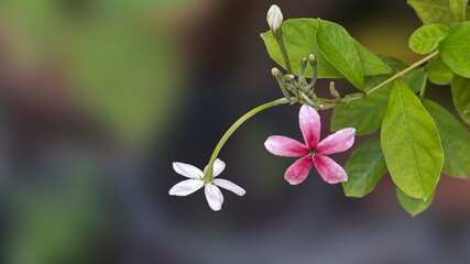 pink and white flowers, Fragrant flowers change color of Rangoon creeper