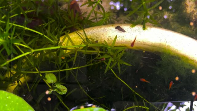 An underwater scene with green aquatic plants, a light-colored pipe, and several small fish, including redfish and black and white patterned fish eating fish food