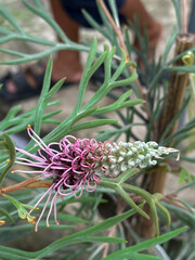 Close-up of a red and yellow flower growing on a branch, Grevillea &lsquo;Spirit of Anzac&rsquo;, Grevillea robusta, outhern silky oak, silky oak