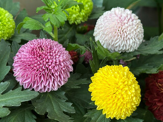 Colorful of Pom Pom Daisy in the garden.