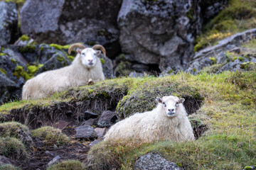 Icelandic sheep on a mountainside. This hardy breed is renowned for its thick and warm wool. © Rixie
