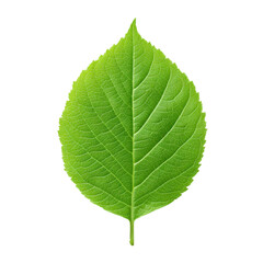 Obraz premium Fresh Green Leaf with Detailed Veins on White Background for Natural Beauty and Sustainability Concepts Transparent background or png