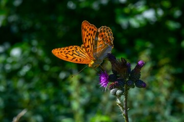 Der Kaisermantel oder Silberstrich (Argynnis paphia) ist ein einheimischer Schmetterling (Tagfalter) der Gattung Argynnis aus der Familie der Edelfalter (Nymphalidae) und saugt gerne Nektar aus den Bl