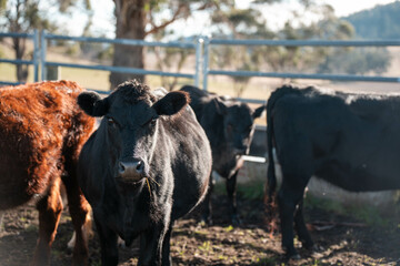beautiful cattle in Australia  eating grass, grazing on pasture. Herd of cows free range beef being...