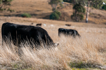 beautiful cattle in Australia  eating grass, grazing on pasture. Herd of cows free range beef being regenerative raised on an agricultural farm. Sustainable farming  in summer