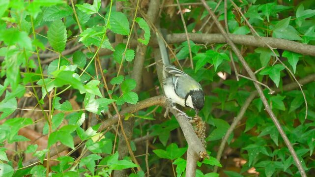 Great Tit Parent Hunting and Feeding: Moth Caterpillar Meal for Chick