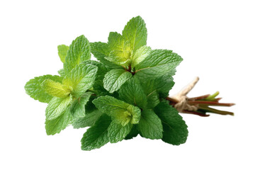 [Transparent Background PNG]Fresh Bunch of Mint Leaves Close-up