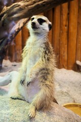 ミーアキャット	