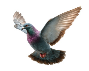 Fototapeta premium [Transparent Background PNG]Pigeon in Flight Against a White Background