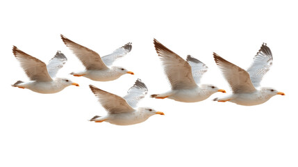 Obraz premium [Transparent Background PNG]Seagulls in Flight against a White Background