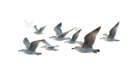 [Transparent Background PNG]Flock of Seagulls Soaring in the Sky