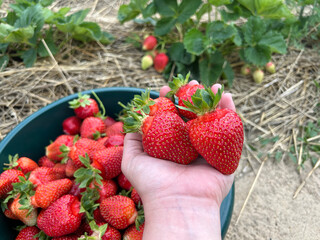 Hand holding freshly picked strawberries with basket and plants in background—ideal for content on harvest time, organic farming, or garden-to-table concepts.